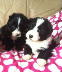 Bearded Collies Puppies For Sale
