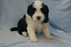 Gorgeous Bearded Collie Puppies