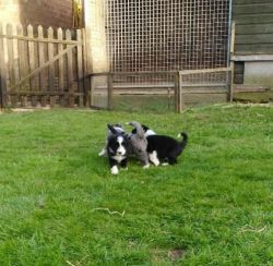 Beautiful Working Bearded Collie Puppies