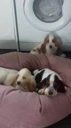 Bearded Collie Pups For Sale