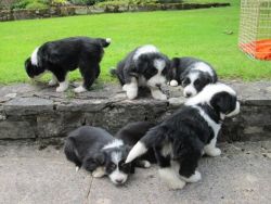 6 Beautiful Working Bearded Collie Puppies.