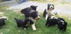 Bearded Collie Dogs in the UK