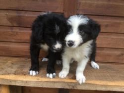 Bearded Collie X Border Collie Puppies