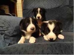 Pure Bred Registered Border Collies