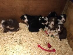 Bearded Collie Pups For Sale