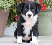 vaccinations done, registration socialized Border Collie