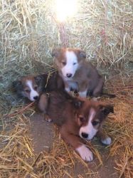 Red And White Border Collie Puppies For Sale
