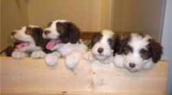 AKC registered Bearded puppies