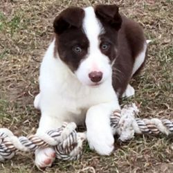 tradionally marked red and white Border Collie