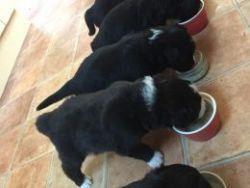Bearded Collie Puppies For Sale