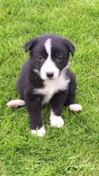 2 male and 3 female Border Collie Puppies