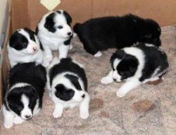 Bored Collie Puppies For adoption