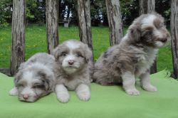 Cute Bearded Collie Puppies