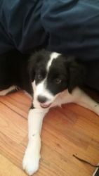 10 week old Border Collie/chocolate Lab Pup for sale to good home.