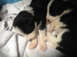 A Bearded Collie Puppies looking for a new home