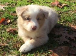 Border Collie Puppies Ready Now