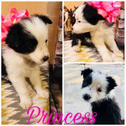 Beautiful Boarder Collie puppies