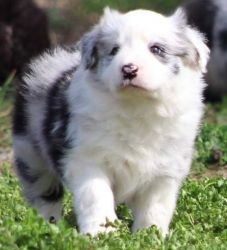 All are farm raised funny as he is cute.Border Collie puppies for sale