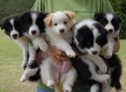 Adorable Border collie puppies ready for new homes