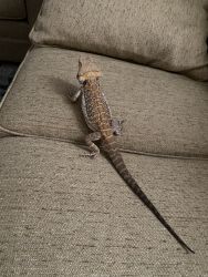 1yr old Bearded Dragon & accessories
