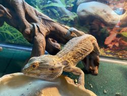 Five Year Old Male Bearded Dragon with Habitat