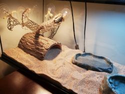 Juvenile Bearded Dragon and tank great deal