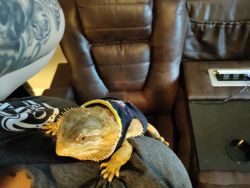 1 year old male bearded dragon loves attention!!