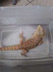 2 year old male bearded dragon