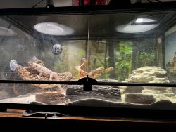 2 year old bearded dragon and supplies