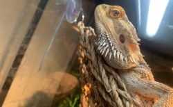 Bearded Dragon for Sale.