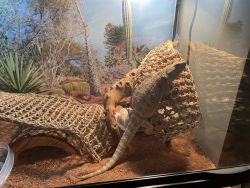Bearded dragon for rehome