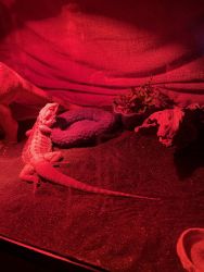 Bearded Dragon for sell