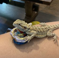 Yound bearded dragon for sale!