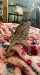Bearded dragon and leopard gecko rehoming