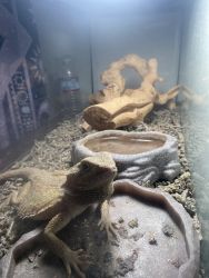 Bearded Dragon for sale !