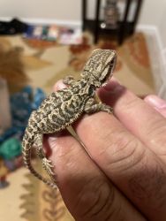 Baby bearded dragons for sale