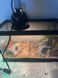 Fancy Morph bearded dragon and set up