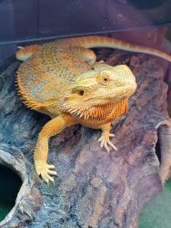 1 year old female red hypo bearded dragon