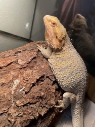 Adult Bearded Dragon (and accessories)