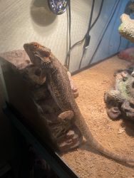 1 year old Bearded Dragon