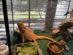 Bearded Dragon - Free Rehome With Supplies