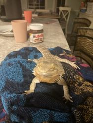 Bearded dragon for sale