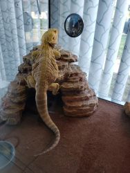 Bearded dragons for sale