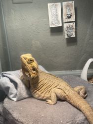 Sweet bearded dragon for sale! Comes with all the necessitys