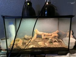 Bearded dragon, cage and lights included