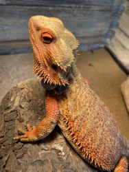 Bearded dragon collection for sale
