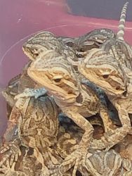 Bearded dragons for sale!