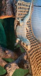 Max, 1 year old bearded dragon