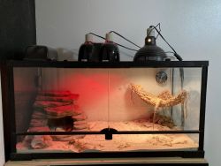 Bearded dragon for sale (URGENT)