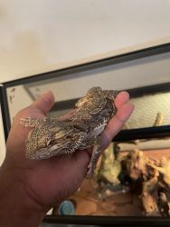 2 year old bearded dragon. Coms with food, tank, lights and accessorie